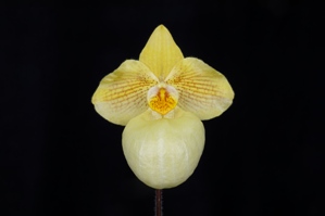 Paphiopedilum Fumi's Delight SVO Sunshine HCC/AOS 78 pts.